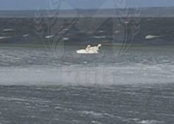 В Краснодарском крае три лебедя вмерзли в лед