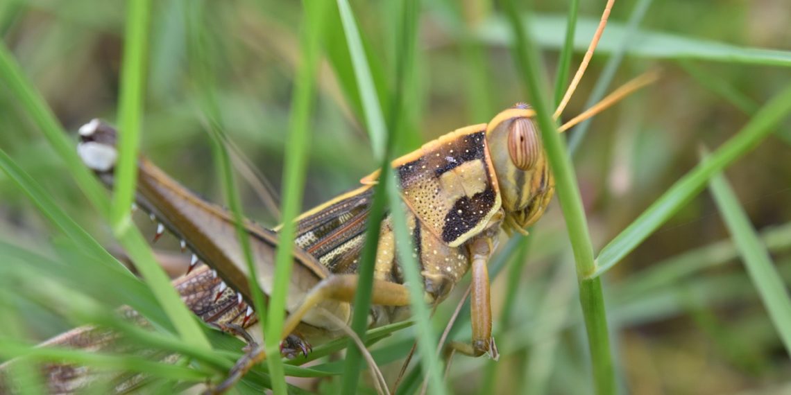 Эксперты предостерегли об опасности саранчи на Кубани