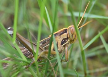 Эксперты предостерегли об опасности саранчи на Кубани