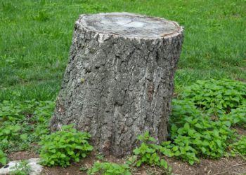 В Мостовском районе Кубани 20-летнего парня придавило им же спиленное дерево