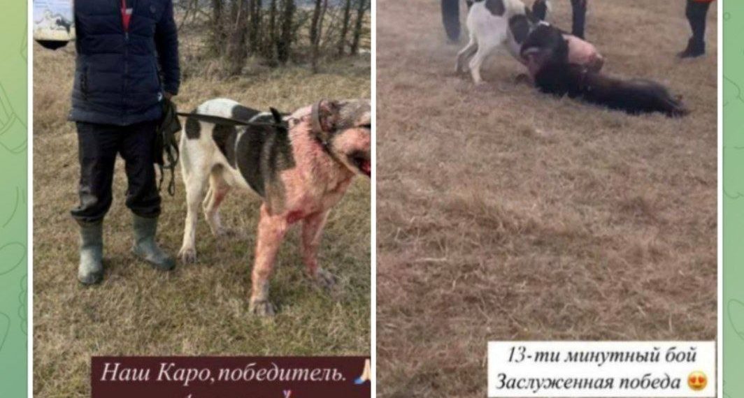 На Кубани полиция ищет организаторов подпольных собачьих боев