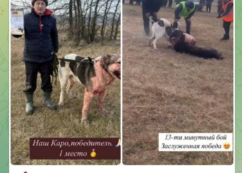 На Кубани полиция ищет организаторов подпольных собачьих боев