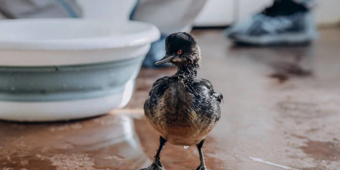 Стало известно, сколько звонков поступило 1 февраля в колл–центр «Спасай море»