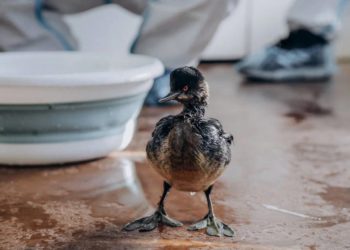 Стало известно, сколько звонков поступило 1 февраля в колл–центр «Спасай море»