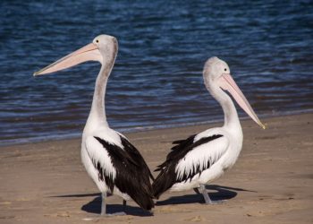 На Кубани жители поделились впечатлениями от встречи с розовым пеликаном