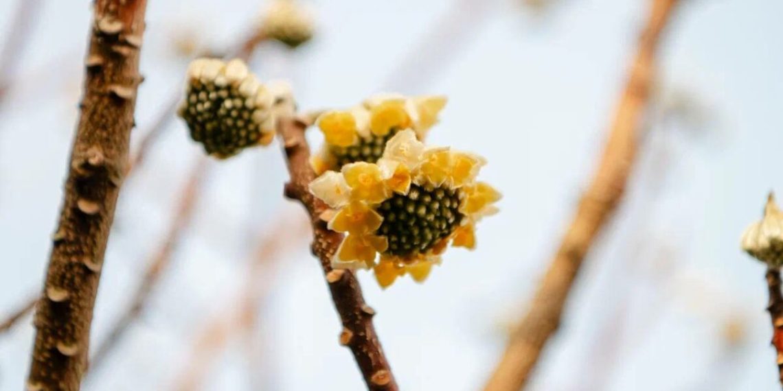 В Сочи расцвело редкое японское «бумажное дерево»