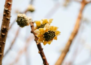 В Сочи расцвело редкое японское «бумажное дерево»