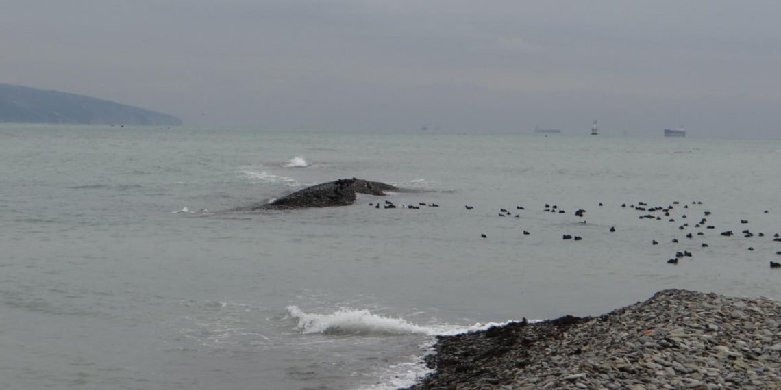 В Новороссийске появился новый остров в районе Суджукской косы