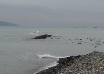 В Новороссийске появился новый остров в районе Суджукской косы