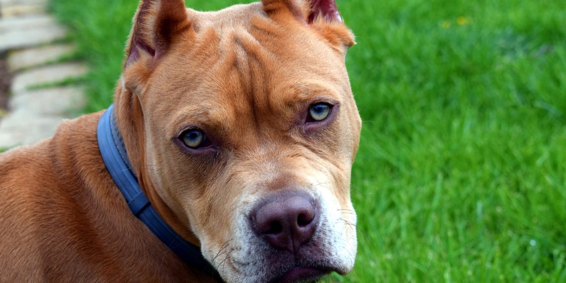 В Краснодарском крае устраивают подпольные собачьи бои под прикрытием