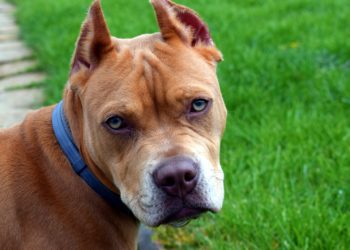 В Краснодарском крае устраивают подпольные собачьи бои под прикрытием