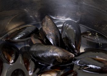 Производство мидий и устриц на Кубани упало вдвое в 2024 году: названа причина