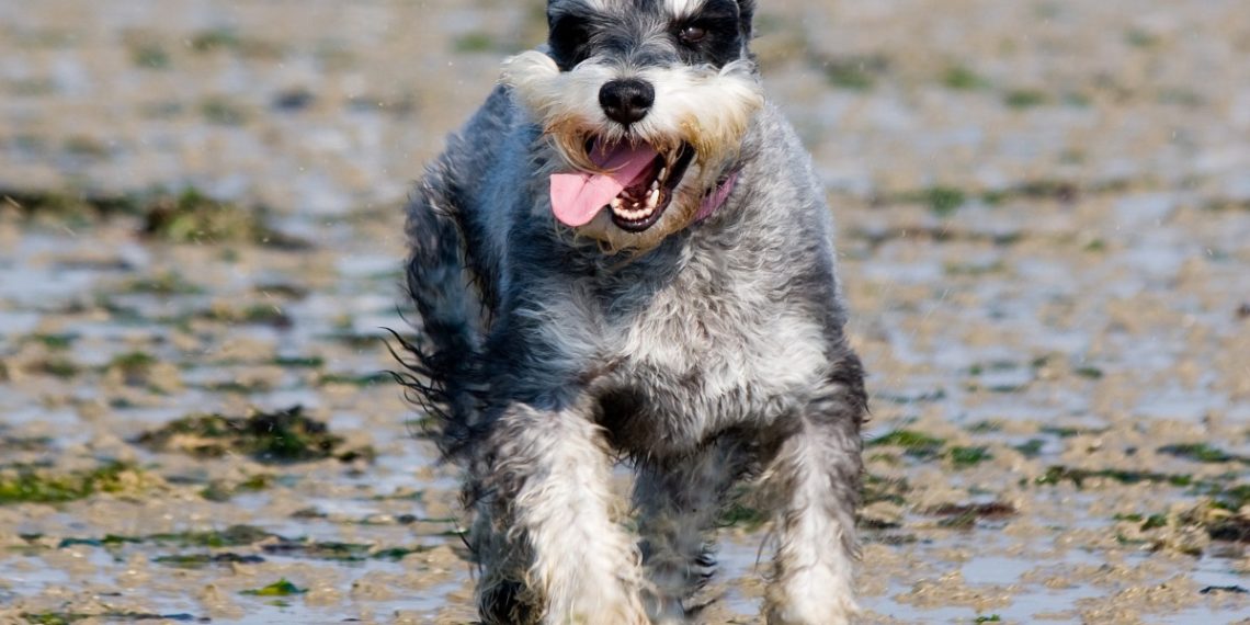 В Краснодаре бездомные собаки напали на 13-летнего подростка