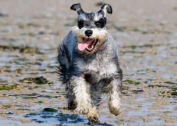 В Краснодаре бездомные собаки напали на 13-летнего подростка