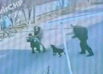 В Краснодарском крае собака откусила ребенку часть руки