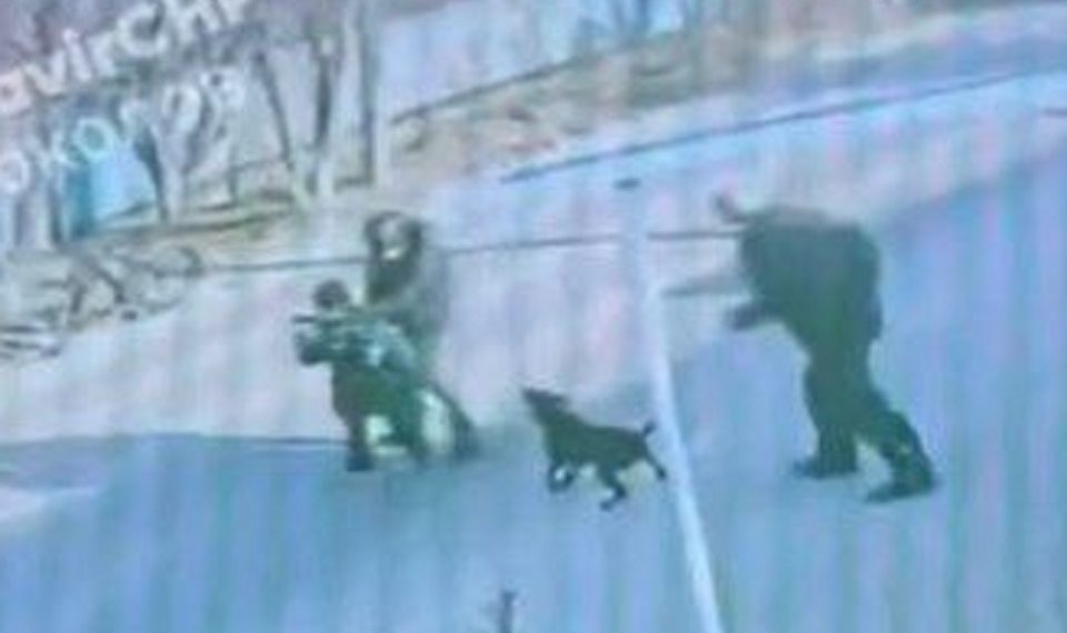 В Краснодарском крае собака откусила ребенку часть руки