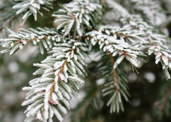 В Сочи ожидаются заморозки, а также гололедица на дорогах 21 февраля