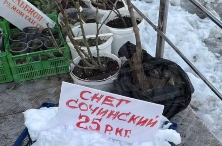 Срочно! В Сочи началась снежная лихорадка: снег продают на вес, ажиотаж растёт!