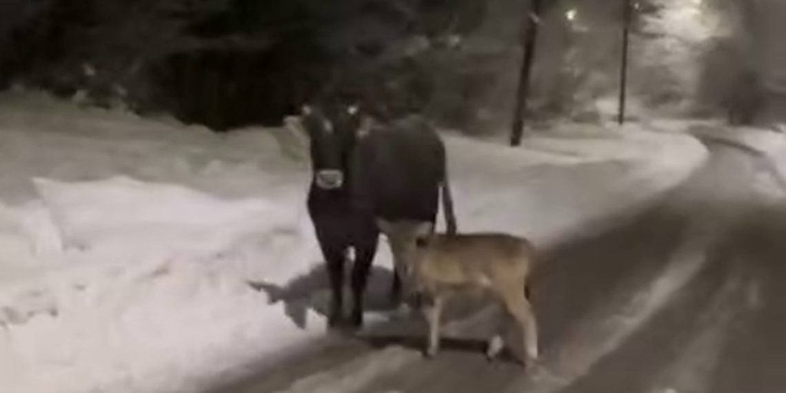 Злая корова из-за теленка перекрыла проход по дороге жителям Сочи