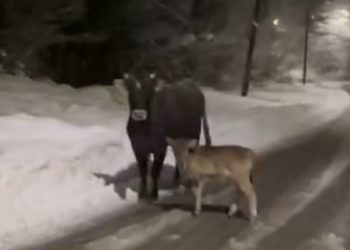 Злая корова из-за теленка перекрыла проход по дороге жителям Сочи