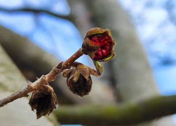 В Краснодаре на железном дереве в парке Галицкого распустились цветы