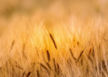 Минсельхоз Кубани: февральские морозы не угрожают урожаю