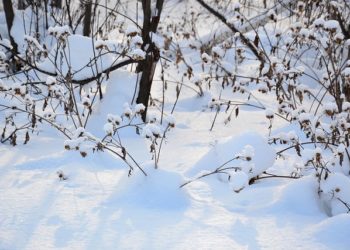 В выходные в Краснодаре похолодает: синоптики обещают снег и лютые морозы