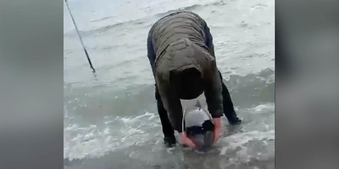 В Новороссийске погиб ослабленный дельфин: спасатели прибыли слишком поздно