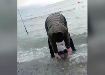 В Новороссийске погиб ослабленный дельфин: спасатели прибыли слишком поздно