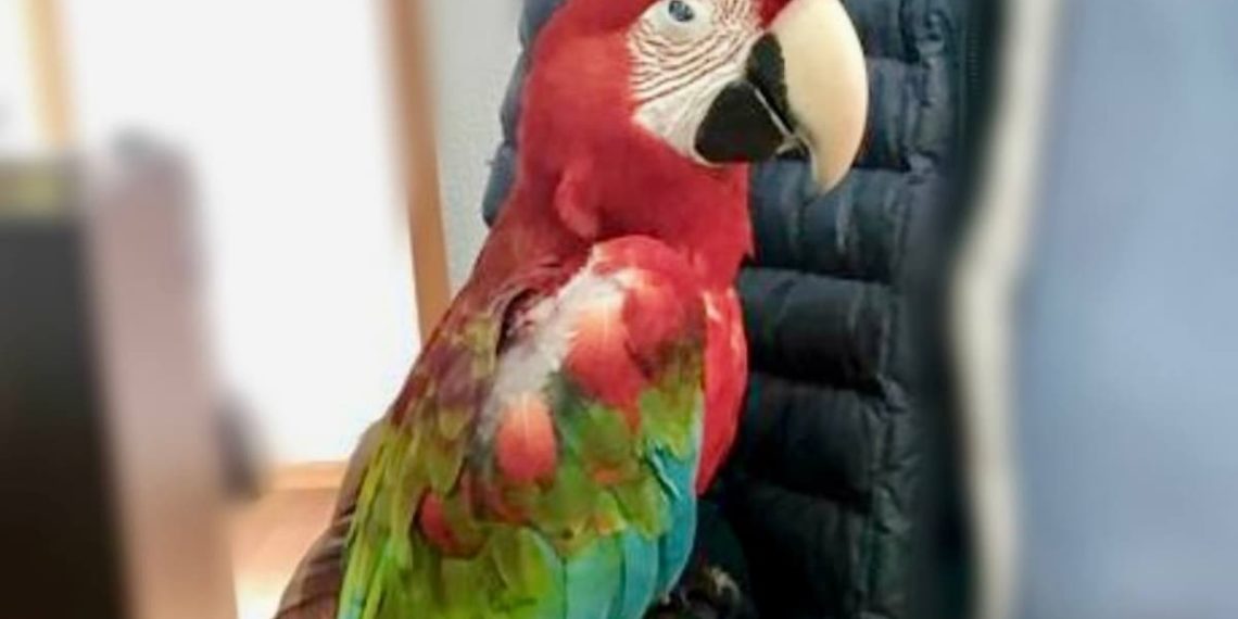 В Сочи у зоофотографов изъяли обезьяну и попугая ара