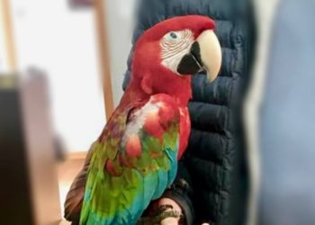 В Сочи у зоофотографов изъяли обезьяну и попугая ара