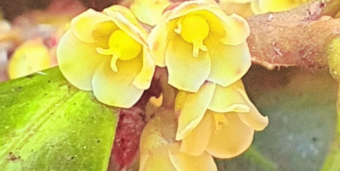 В Сочи зацвело «свиное дерево»: резкий аромат и экзотика природы привлекли внимание