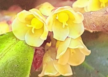 В Сочи зацвело «свиное дерево»: резкий аромат и экзотика природы привлекли внимание