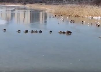 Семья нутрий устроила ледовую прогулку в Новороссийске: экологи бьют тревогу