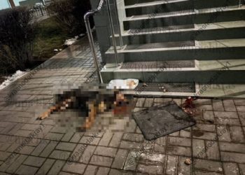 В Краснодаре обнаружена погибшая собака: жители подозревают отравление