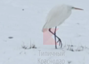 В Краснодаре сбитая с толку цапля-туристка потерялась между двумя гипермаркетами