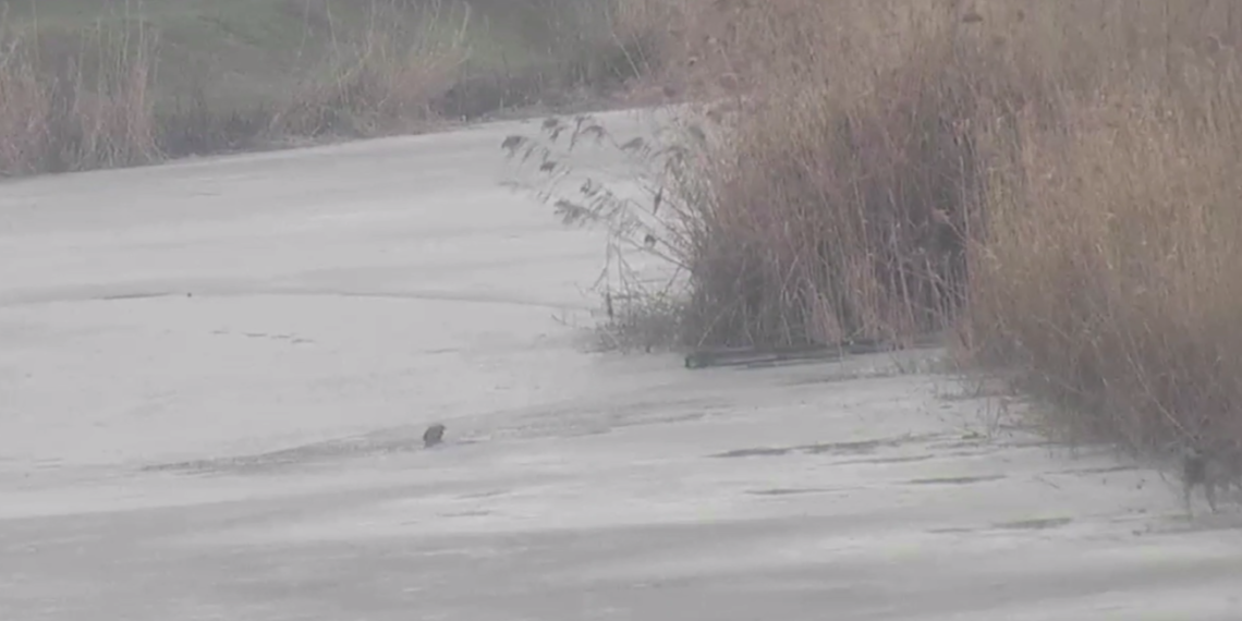 Собака чудом спаслась, провалившись под лед на озере Карасун в Краснодаре