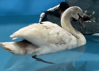 В двух центрах реабилитации птиц находятся 130 пернатых с Черного моря