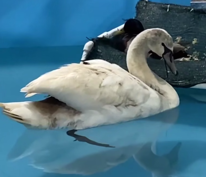 В двух центрах реабилитации птиц находятся 130 пернатых с Черного моря