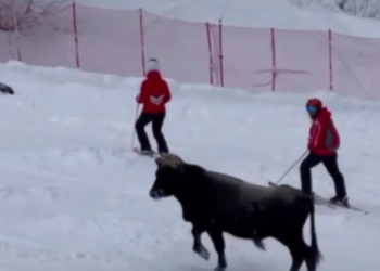Бык гонял туристов на трассе в Красной Поляне Сочи