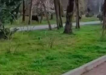 В Сочи коровы захватили набережную Мацесты