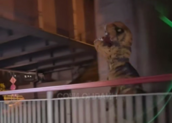 В Сочи засняли бегущего вдоль трассы динозавра