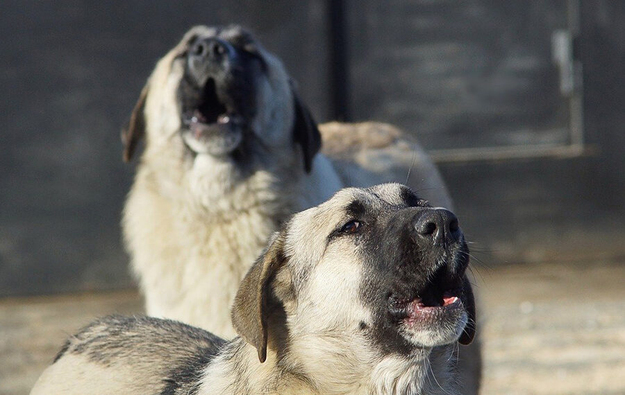 В Тимашевске проверяют сообщения о жестоком обращении с собаками