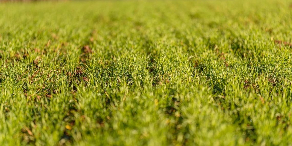 Снег и дожди на Кубани помогут озимым культурам пережить зиму