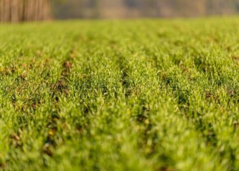 Снег и дожди на Кубани помогут озимым культурам пережить зиму