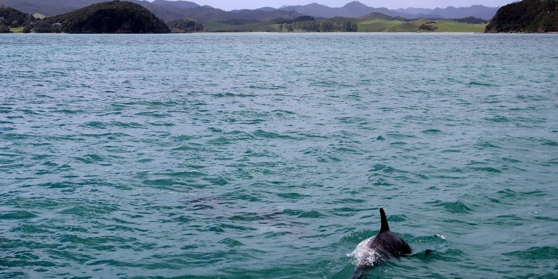 На побережье Кубани за неделю нашли 22 погибших дельфина
