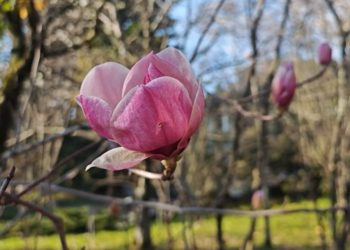 Сочинский Дендрарий зацвел: 5 видов магнолий уже раскрылись