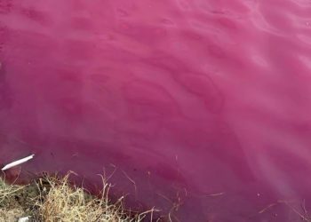 Бастрыкин поручил разобраться с загадочным розовым озером в Краснодаре