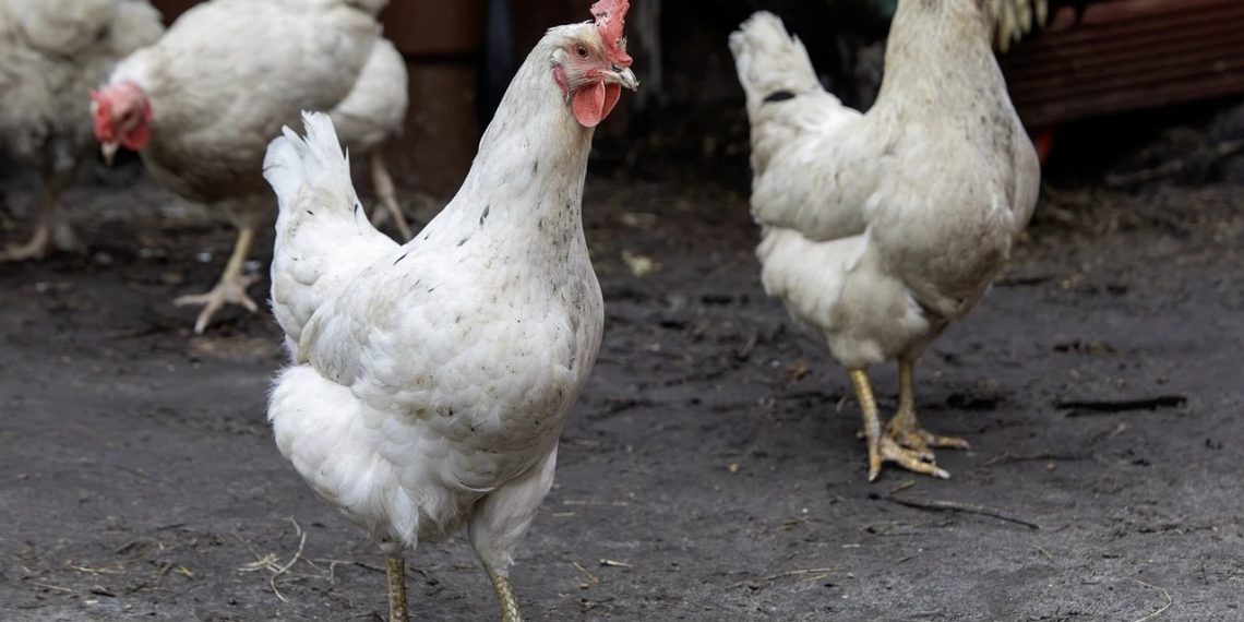 Карантин по птичьему гриппу отменили в станице Натухаевская