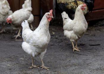 Карантин по птичьему гриппу отменили в станице Натухаевская